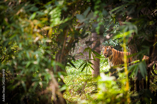 Fototapeta Naklejka Na Ścianę i Meble -  Bengalischer Tiger