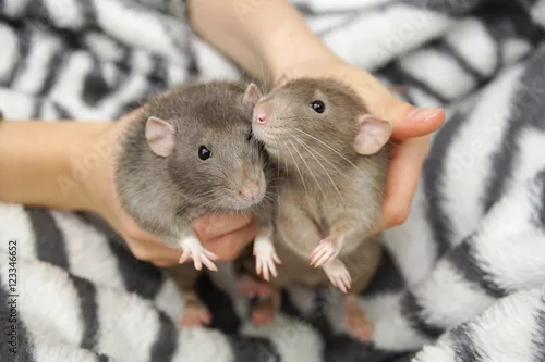 Obraz Szczur w ręku