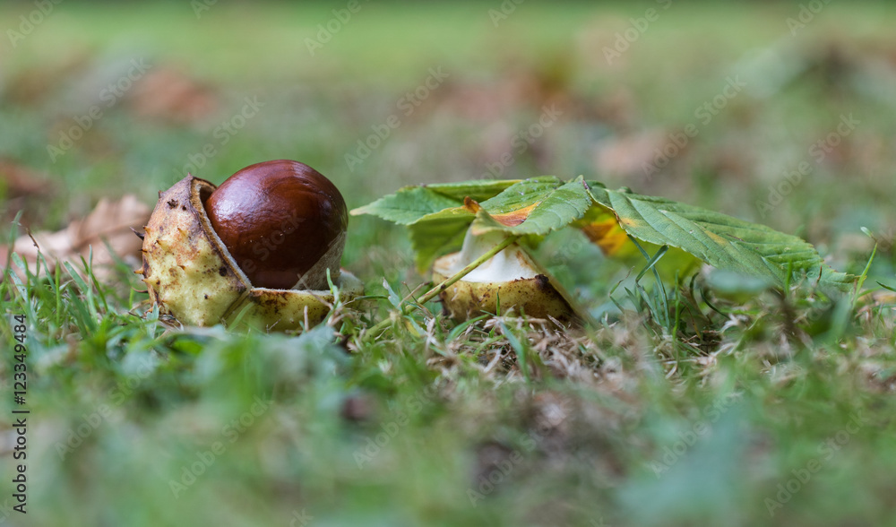 Rosskastanie mit Blatt in der Wiese