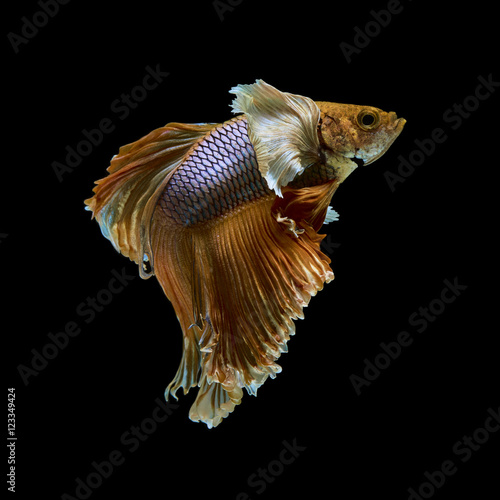 Betta Fish © sippakorn