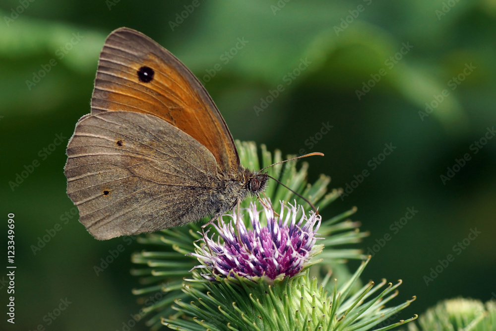 Obraz premium Butterfly