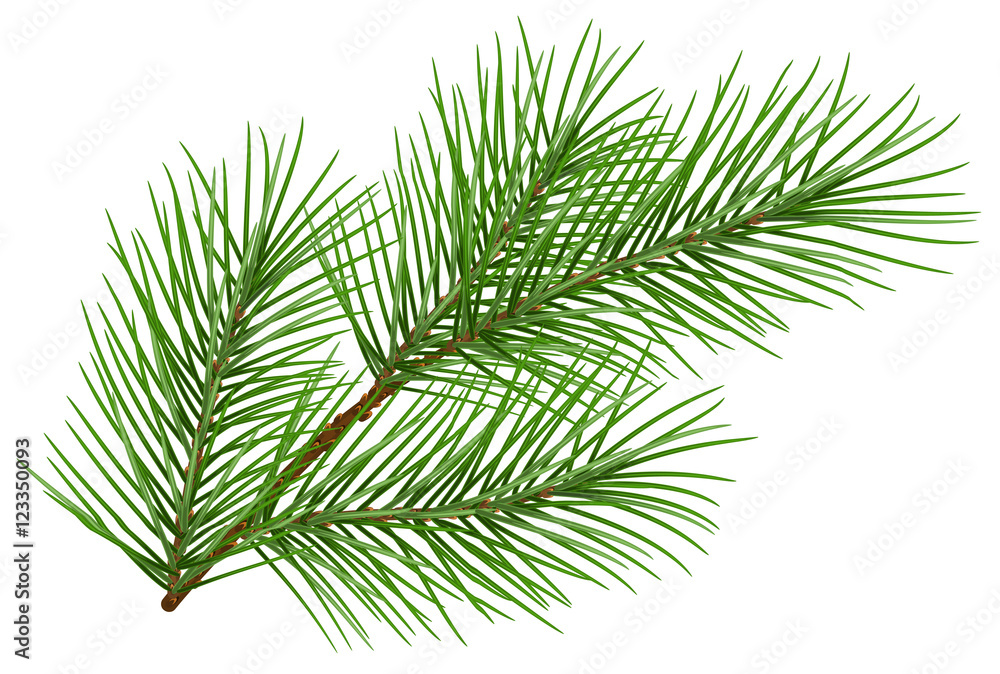 Naklejka premium Zielony puszysty sosnowy oddział symbol nowego roku. Na białym tle