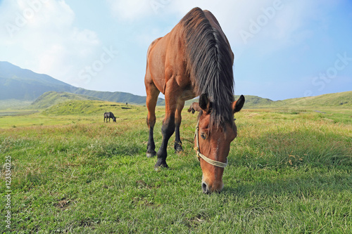 草千里ヶ浜 草を食む馬たち