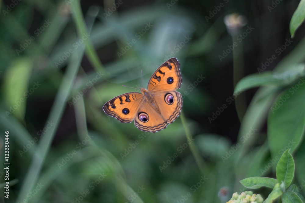 Obraz premium Orange butterfly on flower