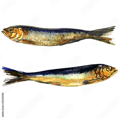 Photography Two smoked sprats fish closeup isolated, watercolor illustration on white