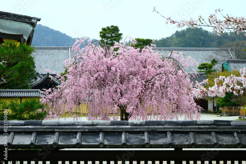 cherry tree at Japanese garden, Kyoto Japan
庭園の桜　京都 日本