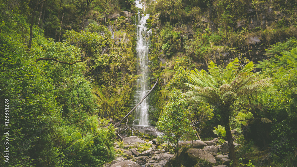 Fototapeta premium Erskine Falls Wasserfall im Otway Nationalpark, Great Ocean Road in Australien