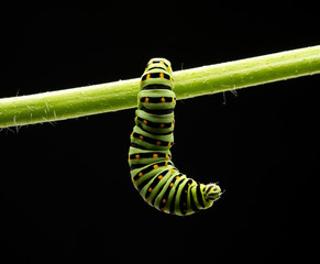 caterpillar