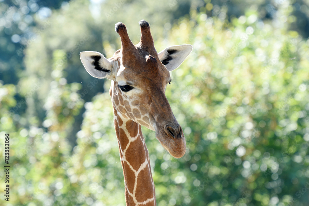 Obraz premium girafe