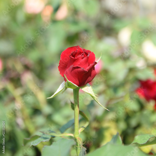 Red rose beautiful in garden