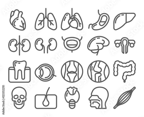 Human organs line icon set