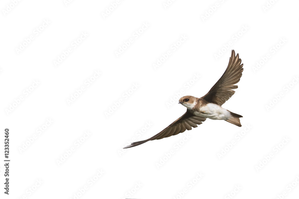 swallows in flight with outspread wings on white isolated background swallows in flight with outspread wings on white isolated background