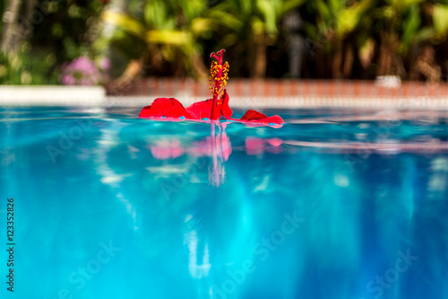 red flower on the surface of pool