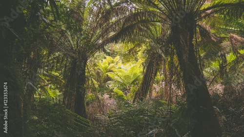 Maits Rainforest Trail an der Great Ocean Road in Victoria  Australien