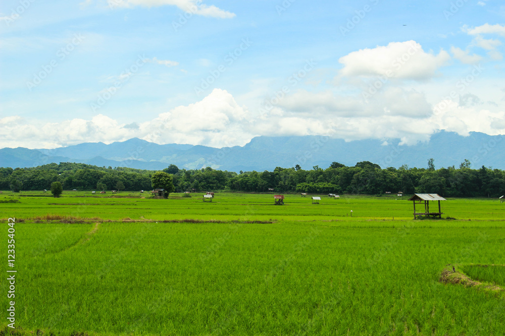 rice fields, mountains, sky soft and blur