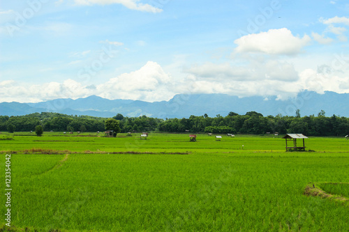 rice fields, mountains, sky soft and blur © pangjee9