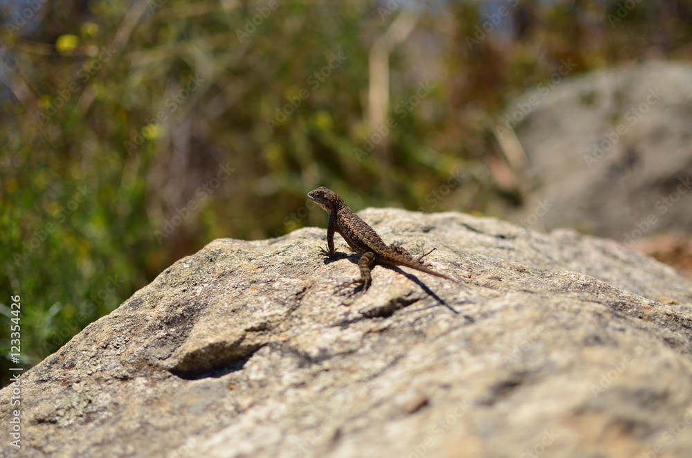 Lizard on a rock Lizard on a rock