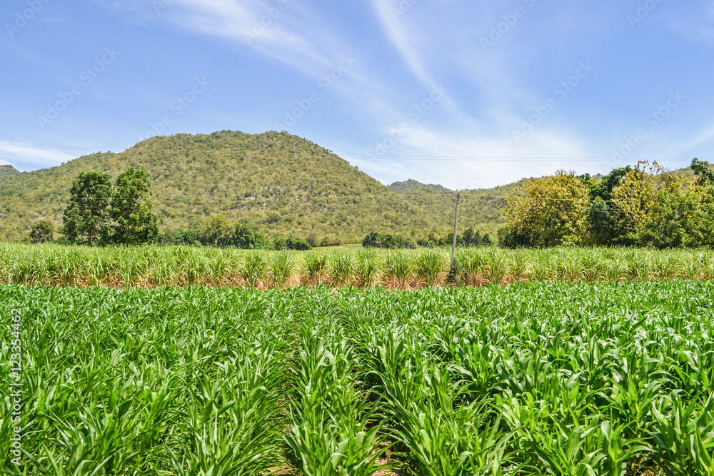 Agriculture Thailand Agriculture Thailand