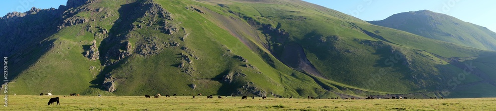 Panorama of mountains and cows Panorama of mountains and cows