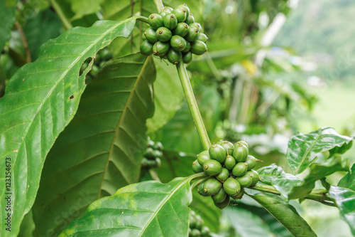 Green coffee beans growing on the branch in area agriculture