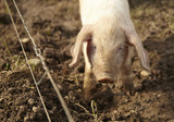 A piglet in a muddy field