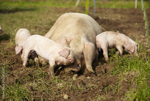 Obraz na płótnie An adult mummy pig sleeping surrounded by her piglets