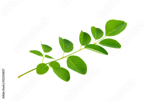 Moringa leaves on white background © dasuwan