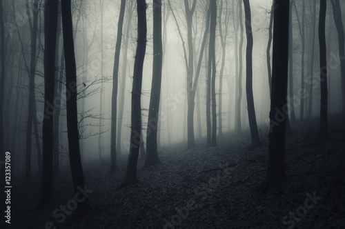 dark forest Halloween backg...