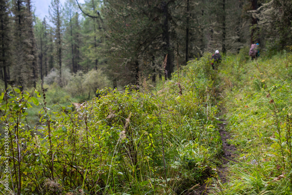 Fototapeta premium Path in the Altai mountains, Russia