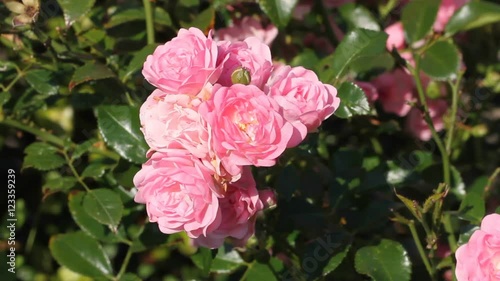 Rose blossoms in a garden photo