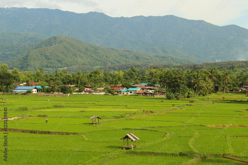 rice fields, mountains, sky soft and blur
