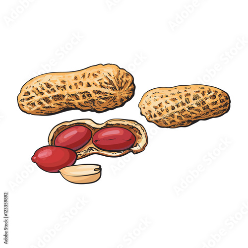 Whole and peeled peanuts, vector illustration isolated on white background. Drawing of peanuts on white background, delicious healthy vegan snack