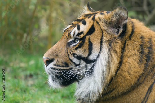 Fototapeta Naklejka Na Ścianę i Meble -  Tiger im Seitenprofil in ruhiger Stimmung