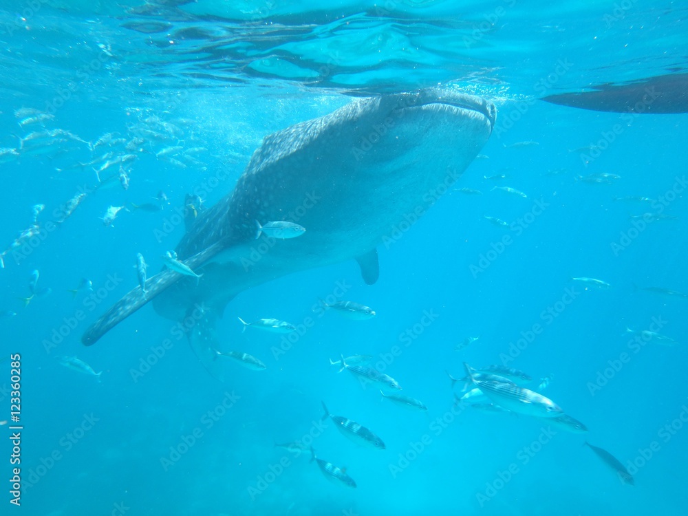 Fototapeta premium ジンベエザメ