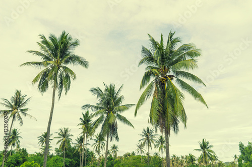 abstract coconut tree on retro filter sky