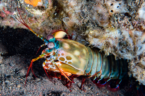 Mantis Lobster defending eggs close up macro photo