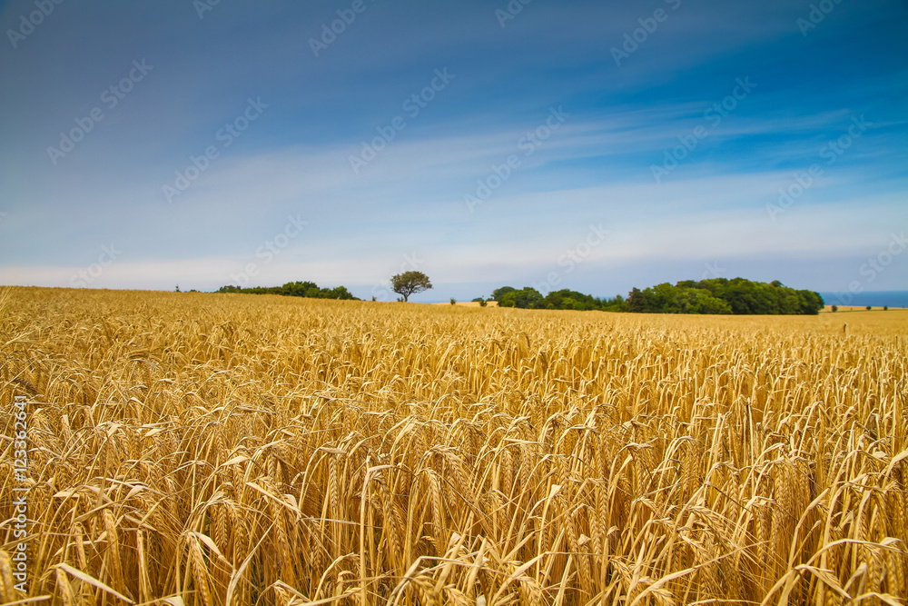 Naklejka premium Kornfeld mit Meer im Hintergrund