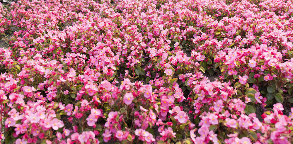 Pink summer flower fields. Floral blur background Pink summer flower fields. Floral blur background