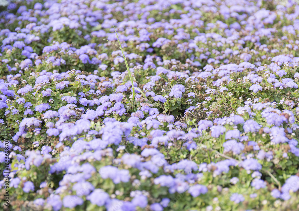 Blue summer flower fields. Floral blur background Blue summer flower fields. Floral blur background