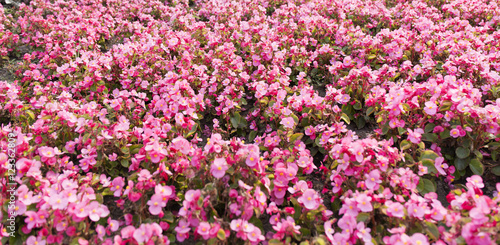 Pink summer flower fields. Floral blur background