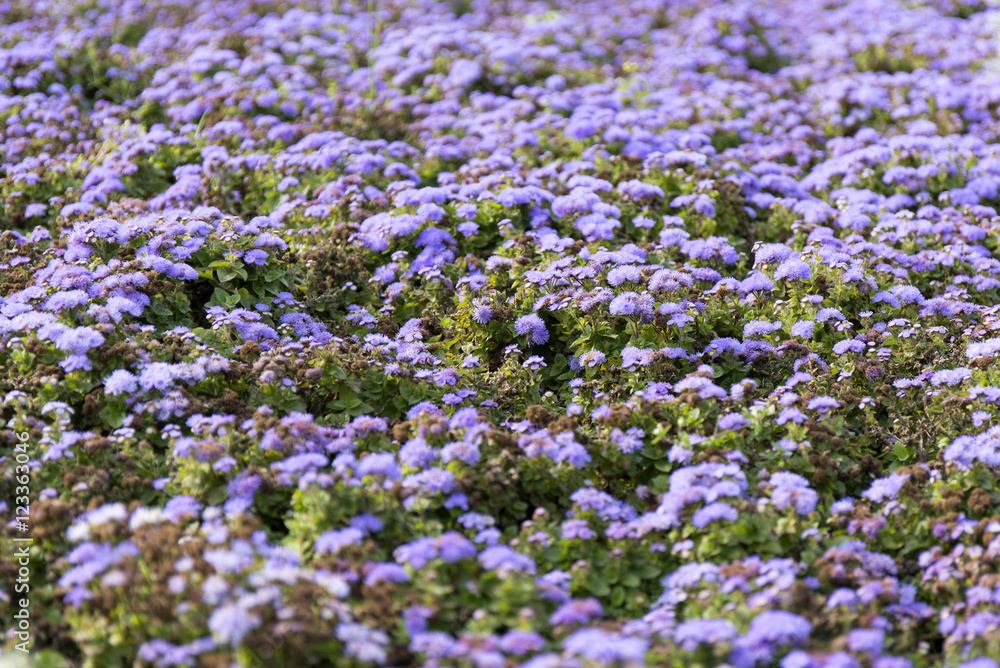 Blue summer flower fields. Floral blur background