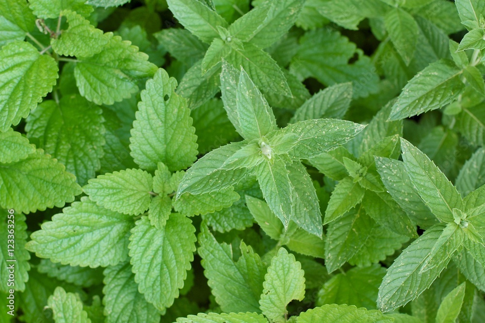 Fresh leaves of mint Fresh leaves of mint