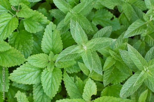Fresh leaves of mint
