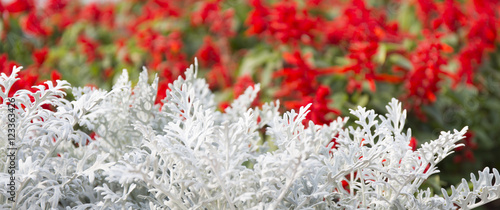 Cineraria maritima silver dust and red flowers. Soft Focus Dusty Miller Plant. Background Texture