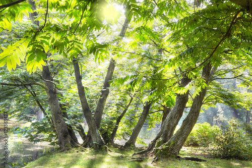 Fototapeta Naklejka Na Ścianę i Meble -  green deciduous trees with the sun casting its warm rays through the foliage