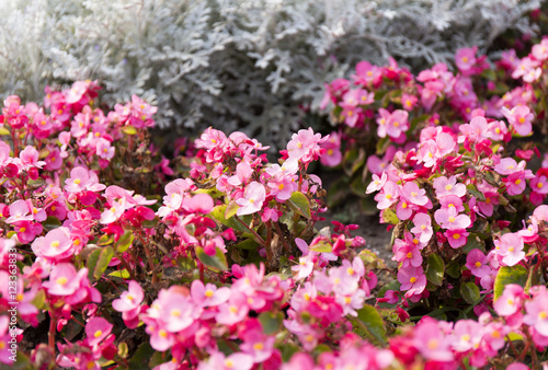 Cineraria maritima silver dust and pink flowers. Soft Focus Dusty Miller Plant. Background Texture