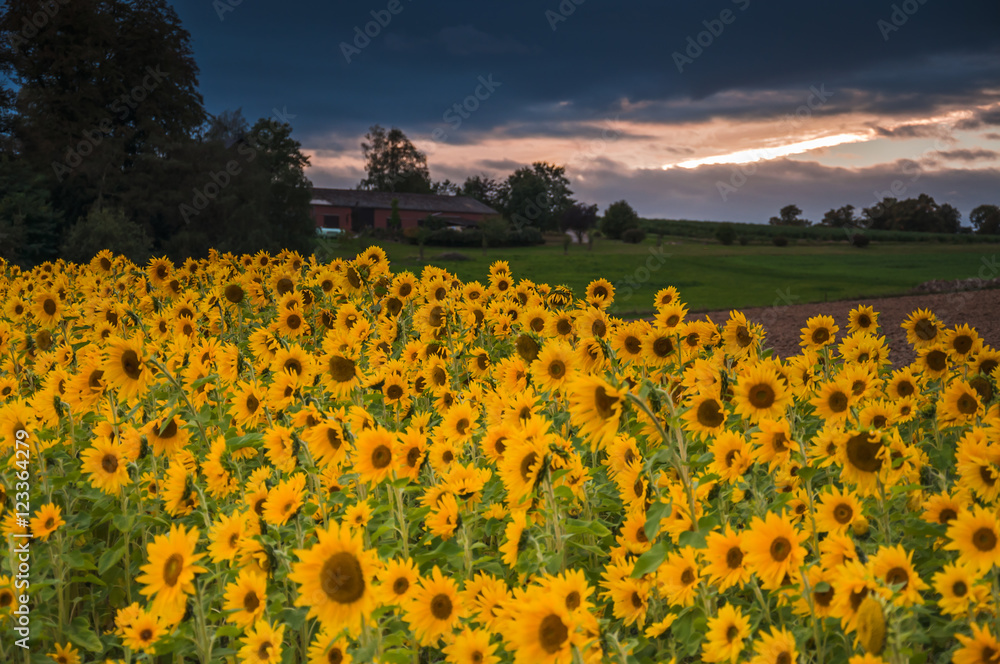 Obraz premium Sonnenblumenfeld
