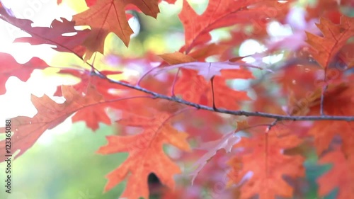 Closeup of red maple leaves, wind blowing, autumn park scene. Soft focus. 