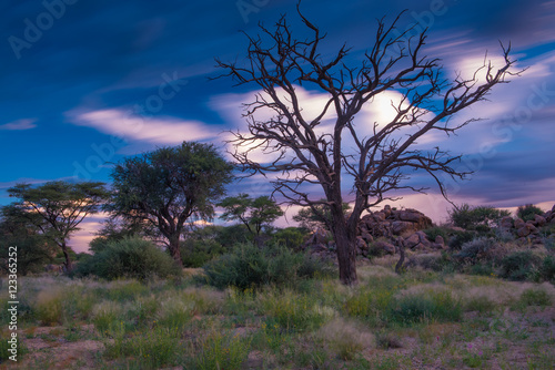 Savanne mit Bäumen im Abendlicht, Erongo, Namibia, Langzeitbelichtung