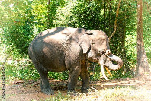 Asian Elephant In Burma